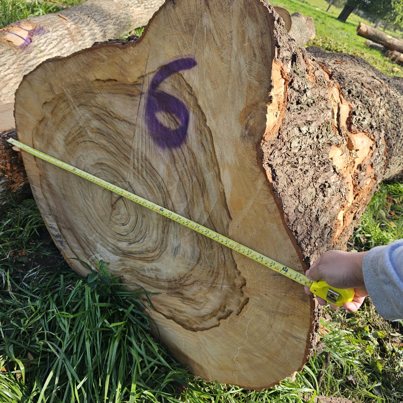 Cut log face with a tape measure showing its dimensions